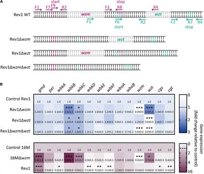 Brucella melitensis Wzm/Wzt System: Changes in the Bacterial Envelope Lead to Improved Rev1Δwzm Vaccine Properties